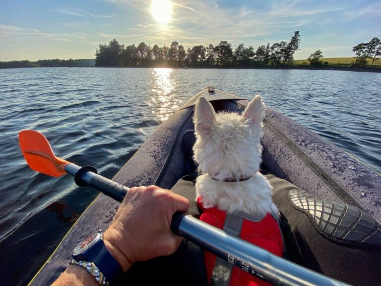A Guide To Kayaking With Your Dog Riverbend By The Bridge